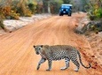 Yala Safari Day Trip From Ahungalla & Kosgoda- All Inclusive