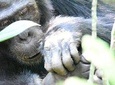 10 Days Classic Uganda Safari