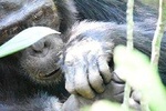 10 Days Classic Uganda Safari