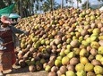 Essence of Samui excursion from Nathon Port