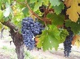 Winery & Valparaiso Private Tour - day trip from Santiago