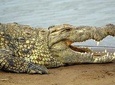 Full-Day Guided Udawalawe National Park Tour from Waskaduwa
