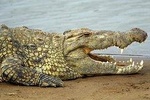 Full-Day Guided Udawalawe National Park Tour from Waskaduwa