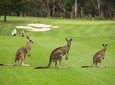 Southern Highlands Luxury Private Tour (Wildlife, Waves and Wines)