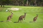 Southern Highlands Luxury Private Tour (Wildlife, Waves and Wines)