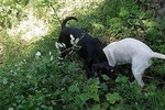 Truffle hunting adventure