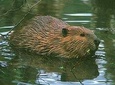 Beaver watching