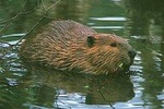 Beaver watching