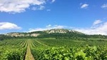 Ultimate private wine tasting experience from Prague to Moravia (3 days)