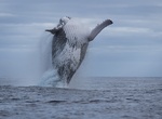 See Humpback Whales in Cook Islands