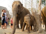 Visit Elephant Sanctuary, Krabi, Thailand
