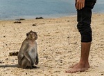 Visit Monkey Island, Cát Bà Island, Viet Nam