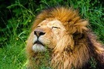 Krakow Zoo with Hotel Transfer