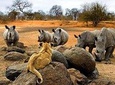 Night Rhino Game Drive and Bush Dinner from Victoria Falls