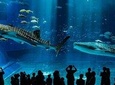 Aquario Tour - Rio de Janeiro