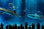 Aquario Tour - Rio de Janeiro