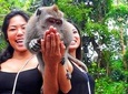 Ubud , Rice Terrace And Waterfall Tour