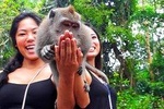 Ubud , Rice Terrace And Waterfall Tour