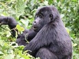 3 Day Kalinzu Chimp Trek and Uganda Gorilla Tour