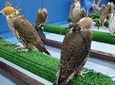 Falcon Hospital Tour