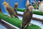 Falcon Hospital Tour