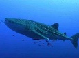 A Lifetime Experience Whale Shark Encounter 