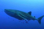 A Lifetime Experience Whale Shark Encounter 
