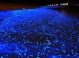Bio Luminescent Swimming From Krabi