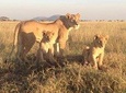 4 Days Exciting Camping Safaris Serengeti Tanzania