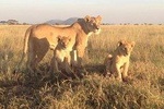 4 Days Exciting Camping Safaris Serengeti Tanzania