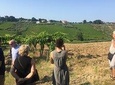 Knowledge, passion and love for the earth Walk through the vineyards taste the wines