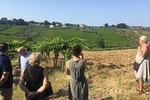 Knowledge, passion and love for the earth Walk through the vineyards taste the wines