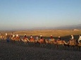 Camel ride in Agafay desert