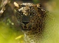 Full Day Safari in Wilpattu National Park With Picnic Lunch