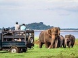 Afternoon Safari at Minneriya National Park