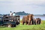 Afternoon Safari at Minneriya National Park