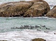 View African Penguins on Half Day Tour 