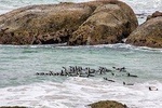 View African Penguins on Half Day Tour 