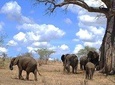 3 Days Amzing Safari in Tarangire and Nngorongoro 