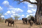 3 Days Amzing Safari in Tarangire and Nngorongoro 