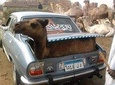 Private Tour To Camles Market &Giza pyramids including Camle Riding & lunch 