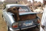 Private Tour To Camles Market &Giza pyramids including Camle Riding & lunch 