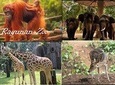 Private Tour Ragunan Zoo, natural life of animals