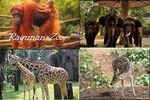 Private Tour Ragunan Zoo, natural life of animals