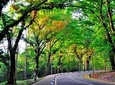 Forest Research Institute Malaysia (FRIM) Nature Trekking from Kuala Lumpur
