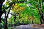Forest Research Institute Malaysia (FRIM) Nature Trekking from Kuala Lumpur