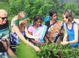 Tea Plucking & Tea Factory Tour