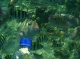 Snorkeling Tour to Amazing Coral Garden in South Gilies