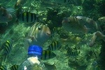 Snorkeling Tour to Amazing Coral Garden in South Gilies