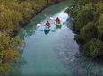 Mangrove Kayaking
